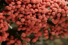 Attēlu rezultāti vaicājumam “Arcyria denudata macro”