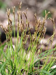 Attēlu rezultāti vaicājumam “Carex digitata fruit”