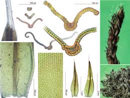 Attēlu rezultāti vaicājumam “Grimmia muehlenbeckii”
