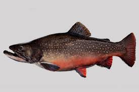 Image result for Salvelinus fontinalis