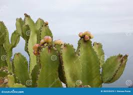 Attēlu rezultāti vaicājumam “Euphorbia palustris fruit”