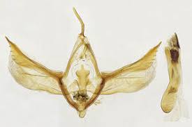 Attēlu rezultāti vaicājumam “Catarhoe cuculata”