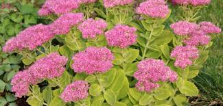 Attēlu rezultāti vaicājumam “Hylotelephium telephium”