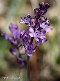 Attēlu rezultāti vaicājumam “Jamesoniella autumnalis sporophyte”