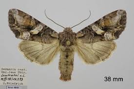 Attēlu rezultāti vaicājumam “Lacanobia contigua”