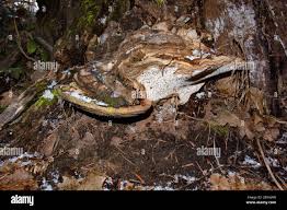 Attēlu rezultāti vaicājumam “Tubifera montana young”