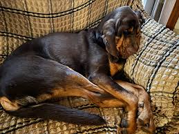 Image result for Carlisle BloodHounds