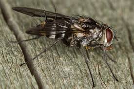 Attēlu rezultāti vaicājumam “Tachinidae”