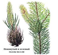 Attēlu rezultāti vaicājumam “Sacchiphantes abietis”