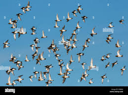 Attēlu rezultāti vaicājumam “Pluvialis apricaria adult”