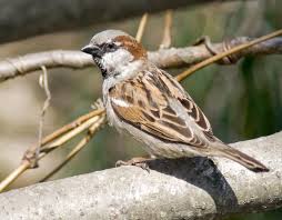 Image result for Passer domesticus