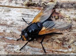 Attēlu rezultāti vaicājumam “Mesembrina meridiana”