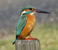 Attēlu rezultāti vaicājumam “Alcedo atthis”