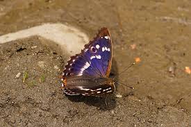 Attēlu rezultāti vaicājumam “Apatura ilia female”