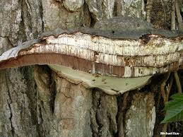 Attēlu rezultāti vaicājumam “Ganoderma applanatum”