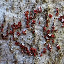 Attēlu rezultāti vaicājumam “Neonectria coccinea”