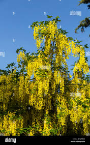Attēlu rezultāti vaicājumam “Laburnum alpinum flower”