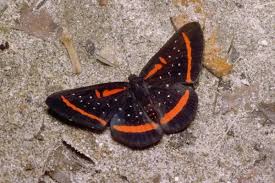 Attēlu rezultāti vaicājumam “Riodinidae”