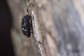 Attēlu rezultāti vaicājumam “Megatoma undata”