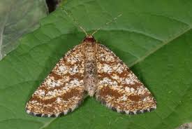 Attēlu rezultāti vaicājumam “Ematurga atomaria male”