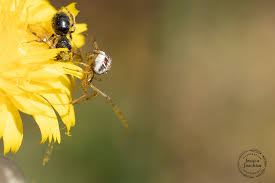 Attēlu rezultāti vaicājumam “Phylloneta sp.”
