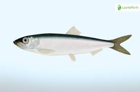 Image result for Clupea harengus