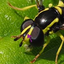 Attēlu rezultāti vaicājumam “Xanthogramma sp. male”
