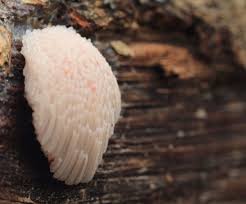 Attēlu rezultāti vaicājumam “Ceratiomyxa fruticulosa macro”