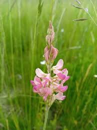 Attēlu rezultāti vaicājumam “Onobrychis arenaria bud”