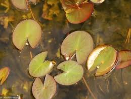 Attēlu rezultāti vaicājumam “Nymphaea candida leaf”