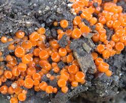 Attēlu rezultāti vaicājumam “Byssonectria fusispora”