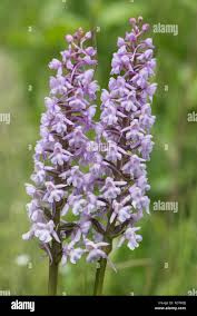 Attēlu rezultāti vaicājumam “Gymnadenia conopsea leaf”