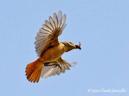 Image result for Phoenicurus moussieri