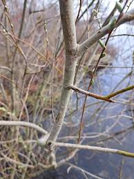 Attēlu rezultāti vaicājumam “Salix Vetrix”