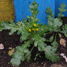 Attēlu rezultāti vaicājumam “Senecio vulgaris”