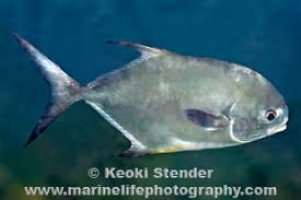 Image result for Trachinotus carolinus