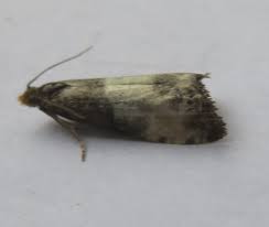 Attēlu rezultāti vaicājumam “Notocelia cynosbatella”