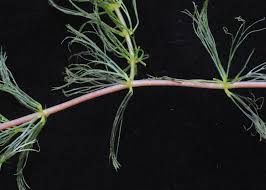 Attēlu rezultāti vaicājumam “Ceratophyllaceae”