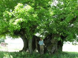 Attēlu rezultāti vaicājumam “Tilia platyphyllos subsp. cordifolia”