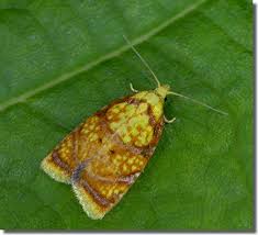 Attēlu rezultāti vaicājumam “Acleris bergmanniana”