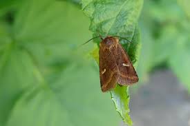 Attēlu rezultāti vaicājumam “Eriopygodes imbecilla”