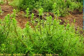 Image result for Galium aparine
