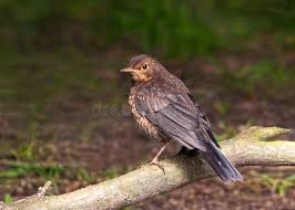 Attēlu rezultāti vaicājumam “Turdus merula juvenile”