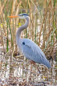 Image result for heron