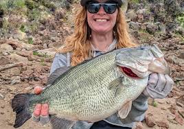 Image result for Petrus rupestris