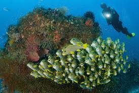 Image result for Scuba Skooling