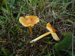 Attēlu rezultāti vaicājumam “Hygrocybe acutoconica”