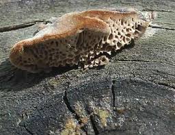 Attēlu rezultāti vaicājumam “Gloeophyllum trabeum”