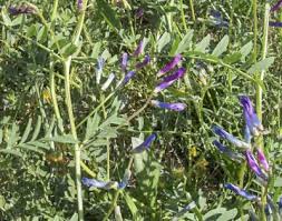 Attēlu rezultāti vaicājumam “Vicia”