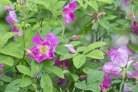 Attēlu rezultāti vaicājumam “Rosa majalis”